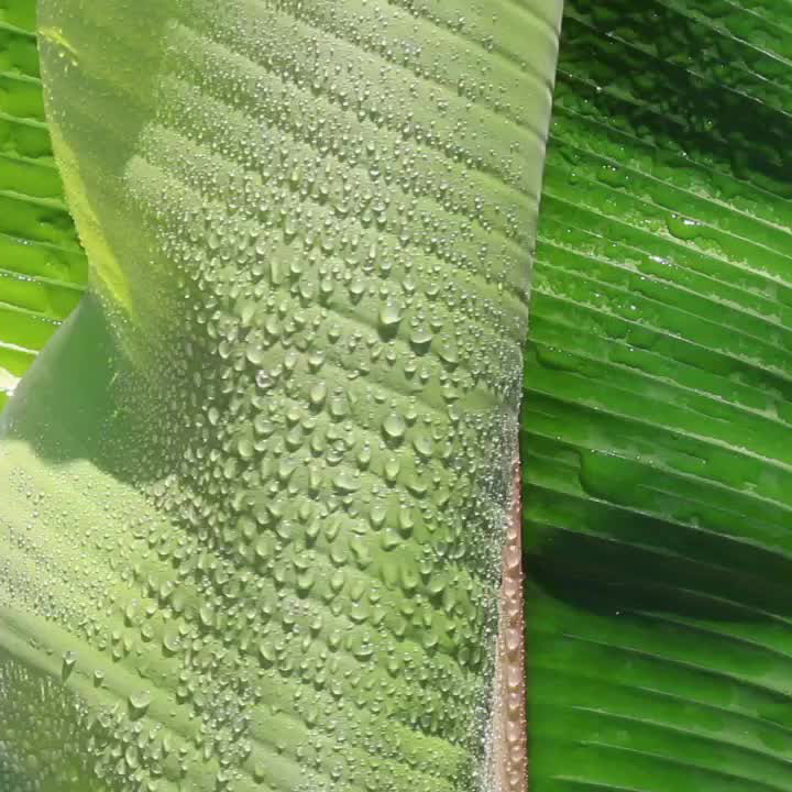 water on plant