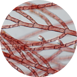 Jania Rubens (Red Algae) extract