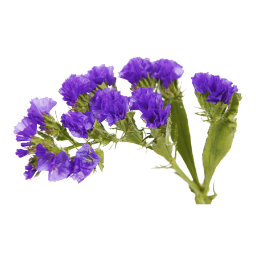 Sea Lavender (Limonium Gerberi)