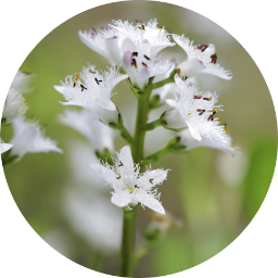 Bitter Clover | (Menyanthes Trifoliata) | Leaf extract – Water Club