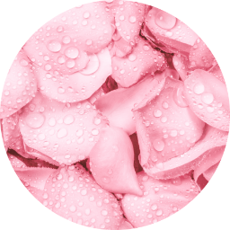 Estratto di fiori di rosa di Provenza