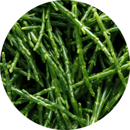 Glasswort | (Salicornia Herbacea) extract