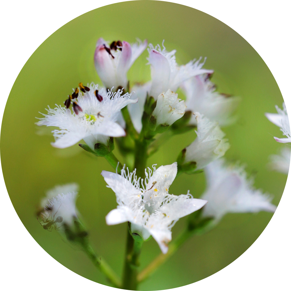 Bitter Clover | (Menyanthes Trifoliata) | Leaf extract – Water Club