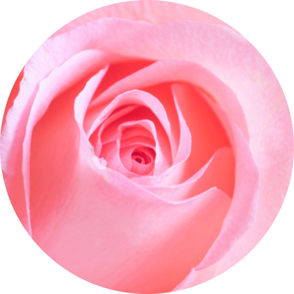 Olio di rosa damascena Blush e acqua di fiori