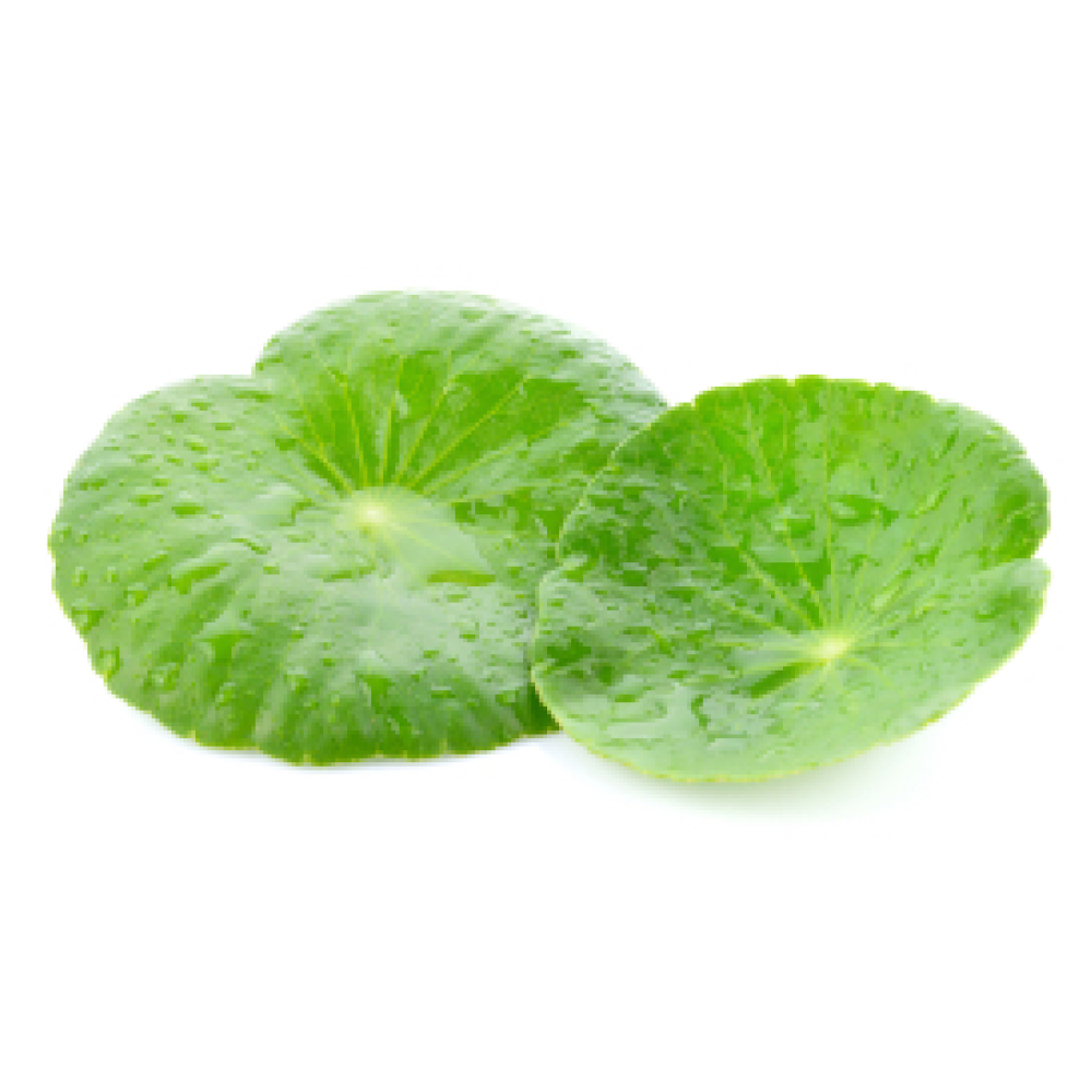 Centella Asiatica | (Gotu Kola)