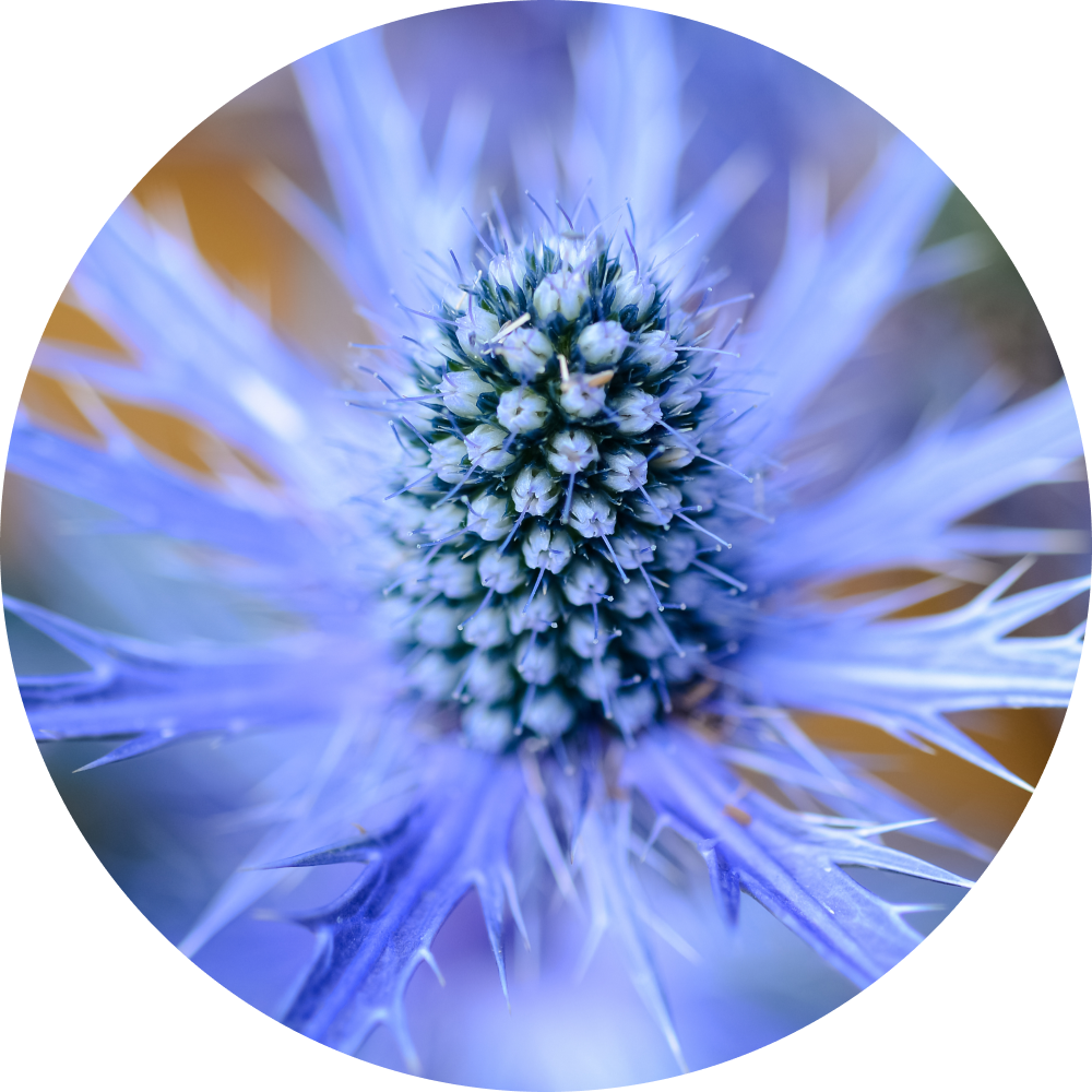 Cellule staminali di Eryngium