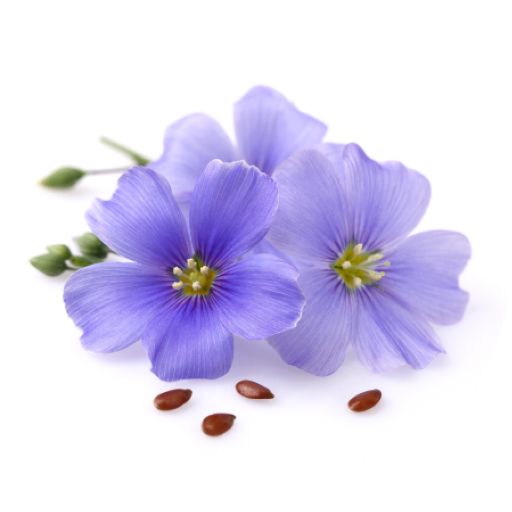 Flax Seed extract