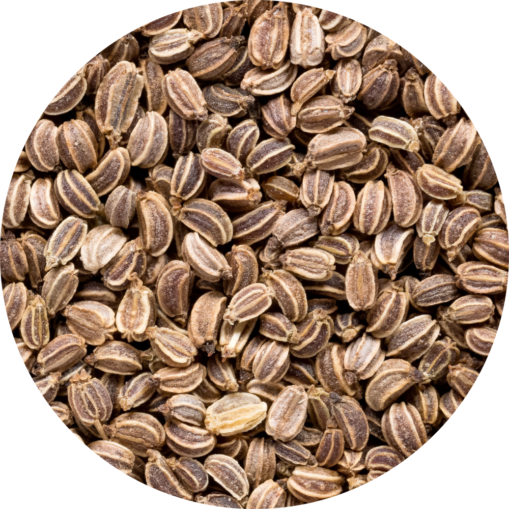 Celery Seed extract