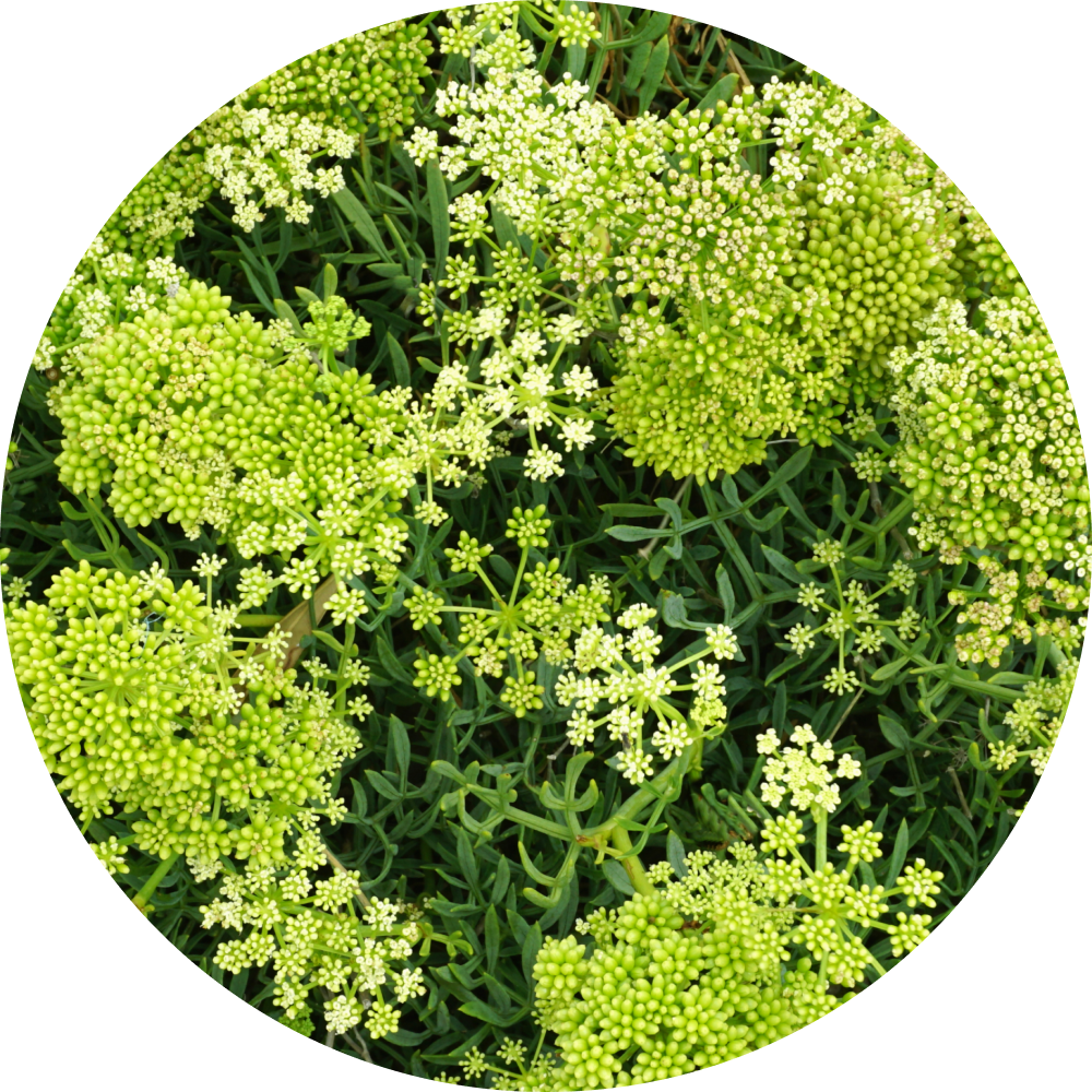 Rock Samphire (retinoid-like) extract