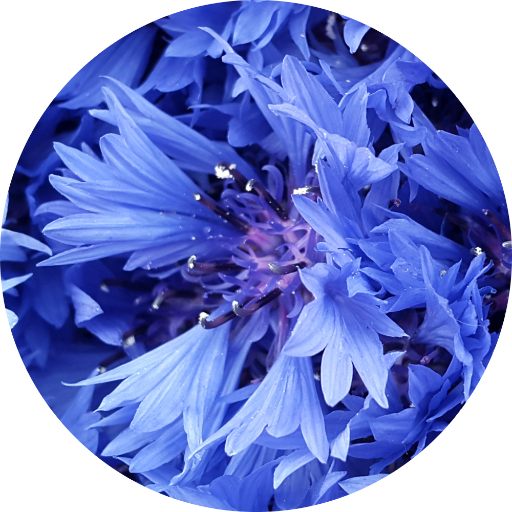 Organic Cornflower Blossom Water