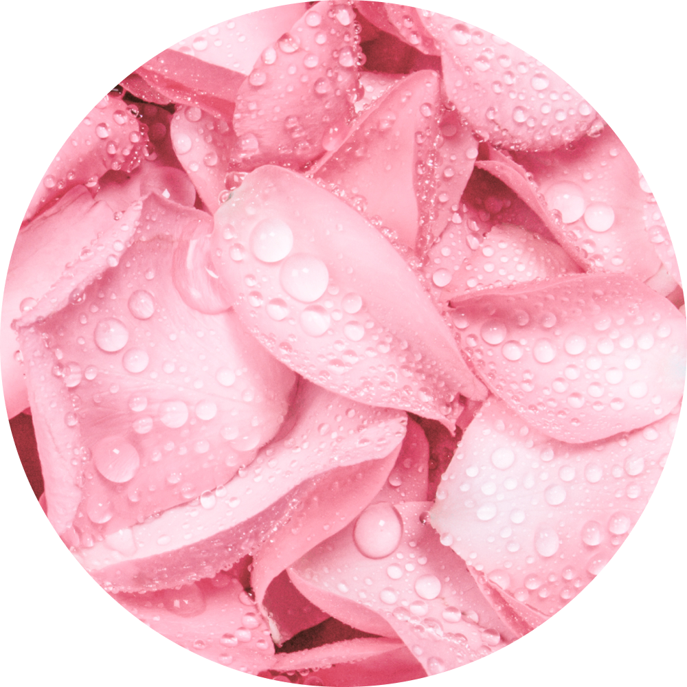Estratto di fiori di rosa di Provenza