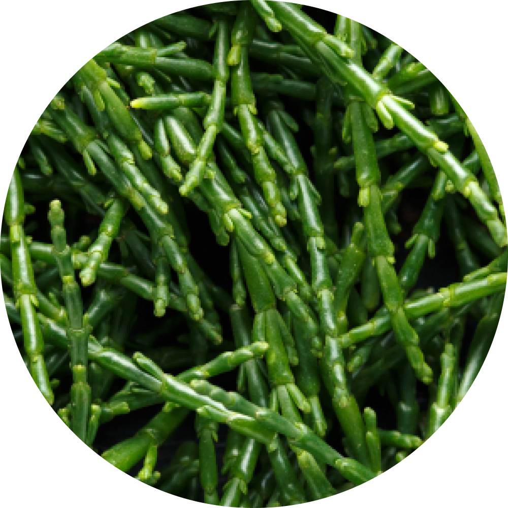 Glasswort | (Salicornia Herbacea) extract