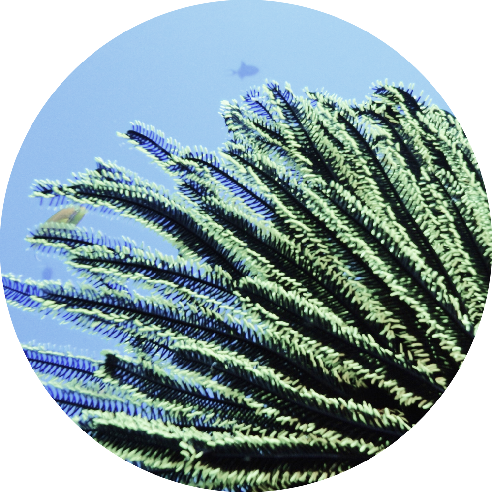 Sea Fern oil