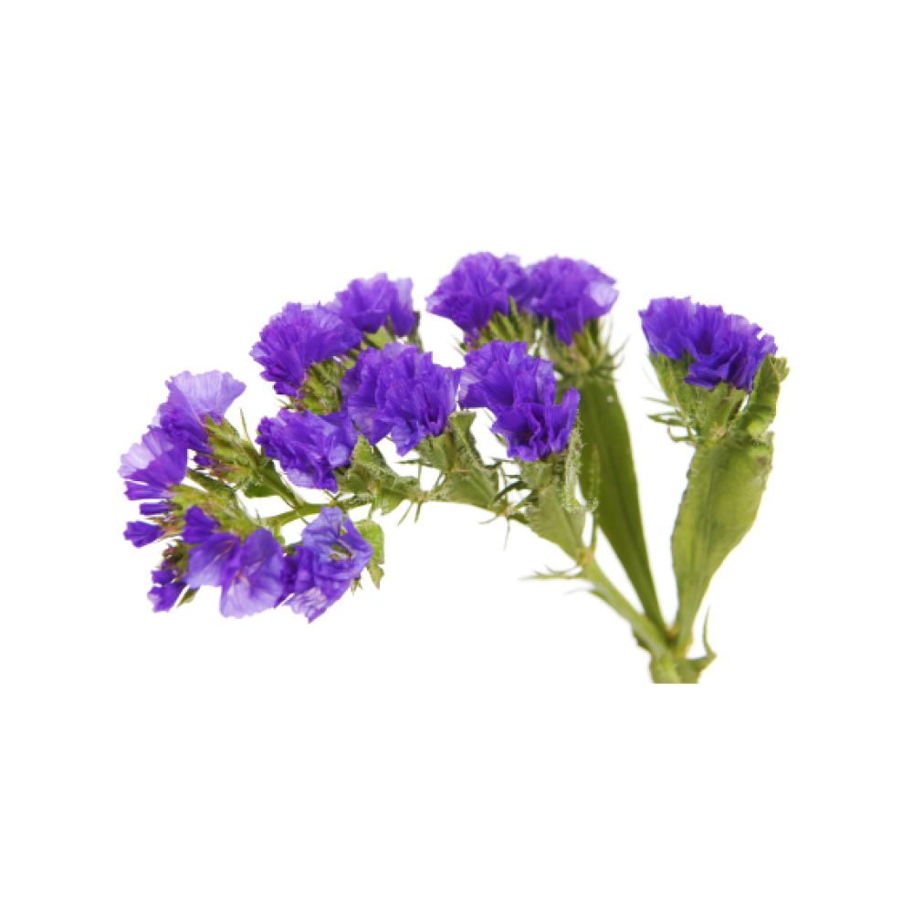 Sea Lavender (Limonium Gerberi)