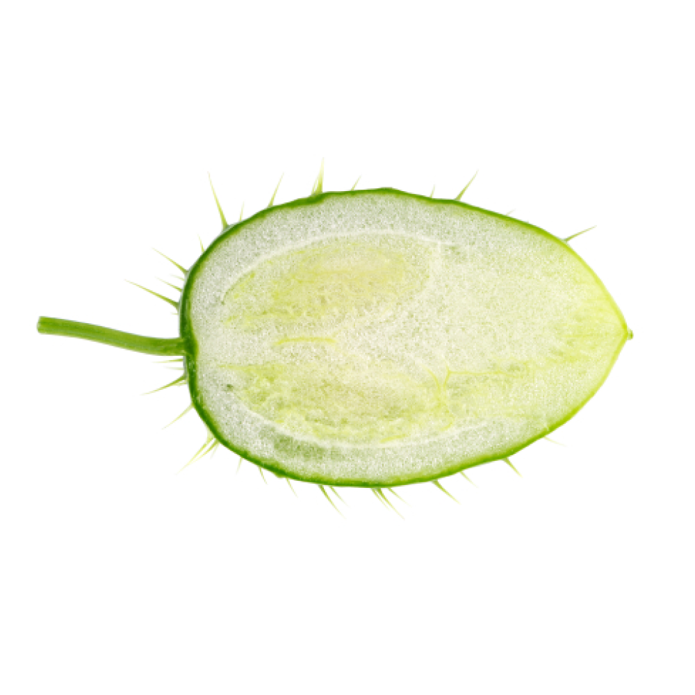 Wild Cucumber extract